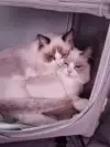 루미꼬미