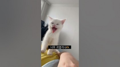 스트리머 로고