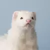 발명왕에디슨