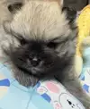 뽀아o_o