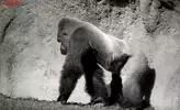 필라이트3캔