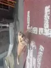 차라리트젠