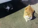 쵸파고양이