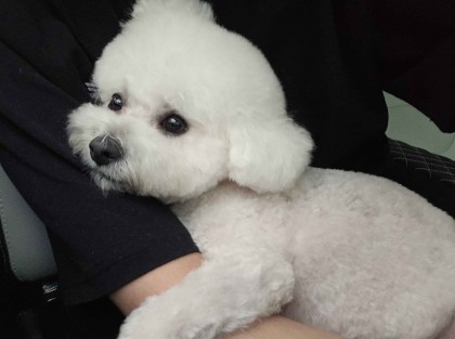 스트리머 로고