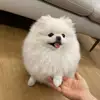 밍키쀼