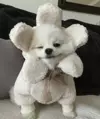 앵갱아