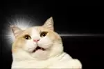 riggiemaru