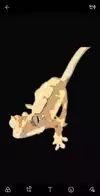 준랑파파