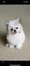 먕뭉님