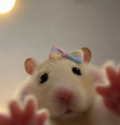 스트리머 로고