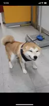 원숭이나무에