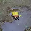 강한임