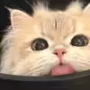 냐옹야오옹