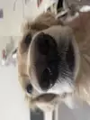 타이슨친구