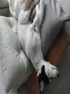 BJ룰루아빠