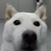 sevebai