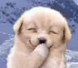 댕니좌