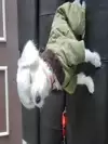 비원빛