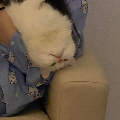 스트리머 로고