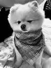 꼰크강