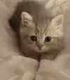 히카롱