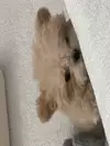 푸들앤