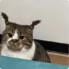 칫치