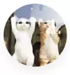 룻룻