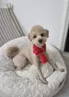 니나노나니