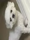 양난사