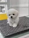 강아지분양.