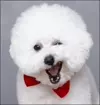 빵상