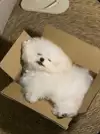 꼬질이.