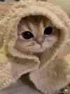 겨울엔츄르