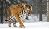 동진이tv