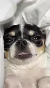 앙제로