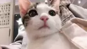 츄르추르