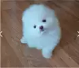 너굴효승