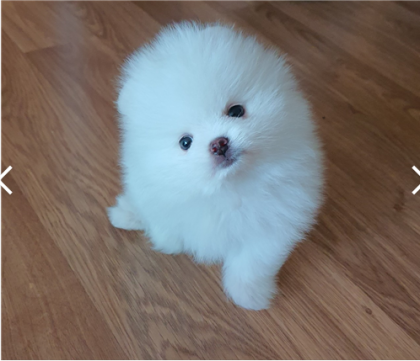 스트리머 로고