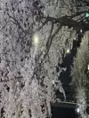 감자도리-0-