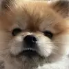 성복동엄복동