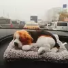 고니인데?