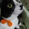 꼬미네엉니