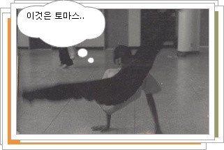 스트리머 로고