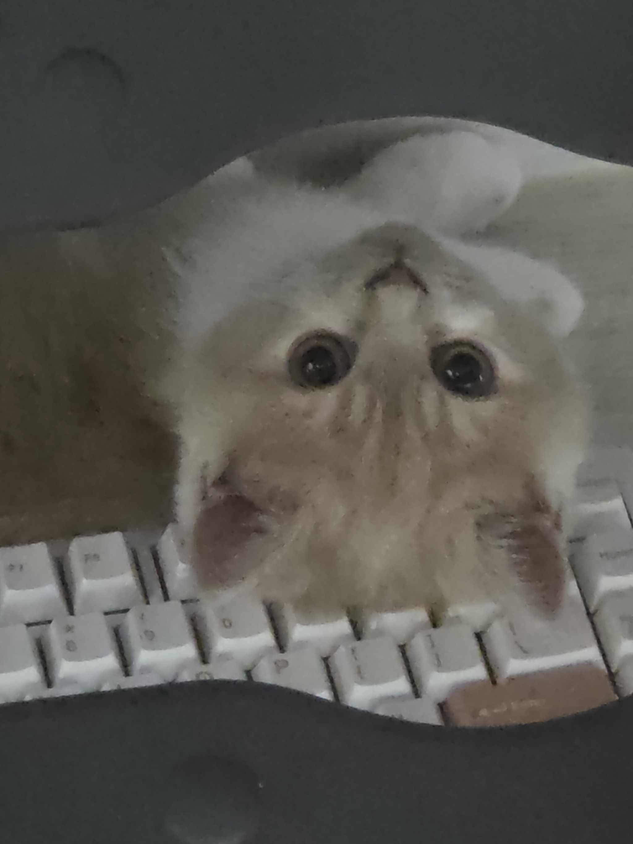 공디